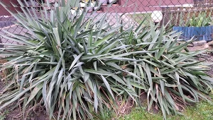 Optymalnym momentem na pierwszą aplikację nawozu jest początek sezonu wegetacyjnego, który zazwyczaj przypada na wczesną wiosnę, marzec lub kwiecień. Fot.Deccoria.pl/Barbara Machalska - Cyran