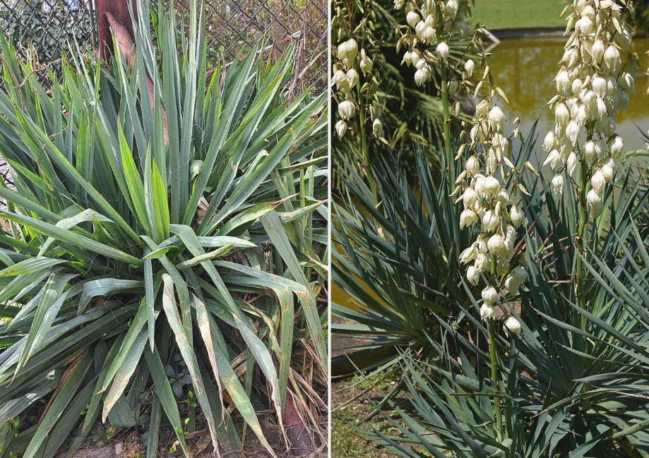Ponadto stanowisko dla juki ogrodowej powinno być dobrze nasłonecznione, ponieważ roślina ta rozwija się najlepiej w pełnym słońcu, a półcień może ...