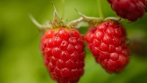 Malinojeżyna gigant – słodka mieszanka maliny i jeżyny, która pozwala kosztować najlepszych cech obu gatunków.