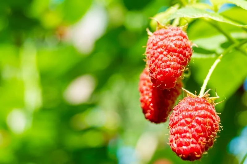 Owoce malinojeżyny w zależności od odmiany bardziej przypominają malinę lub jeżynę, ale w smaku zawsze są delikatniejsze oraz soczyste
