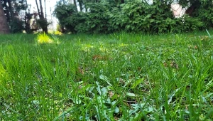 Mlecze to ogromny kłopot w wielu ogrodach. Jak się ich  pozbyć bez szkody na trawniku?/Deccoria.pl