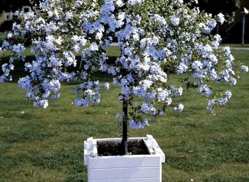 W naszym klimacie ołownik uszkowaty najlepiej uprawiać w donicy