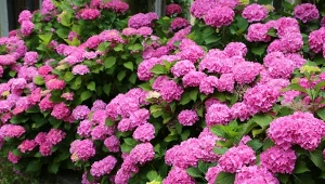 Zależy ci na obfitym kwitnieniu hortensji? Już wiosną zacznij podlewać ją naturalnym nawozem.