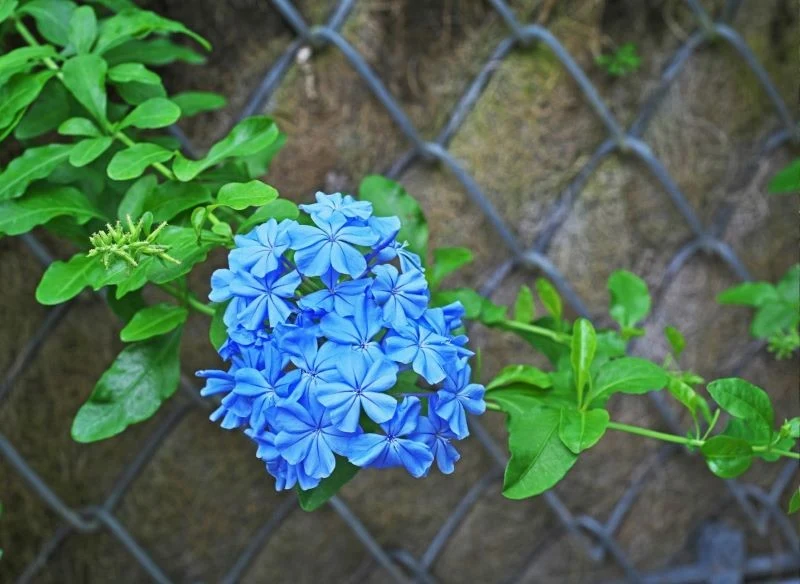 Ołownik uszkowaty to roślina pnąca, która obficie kwitnie