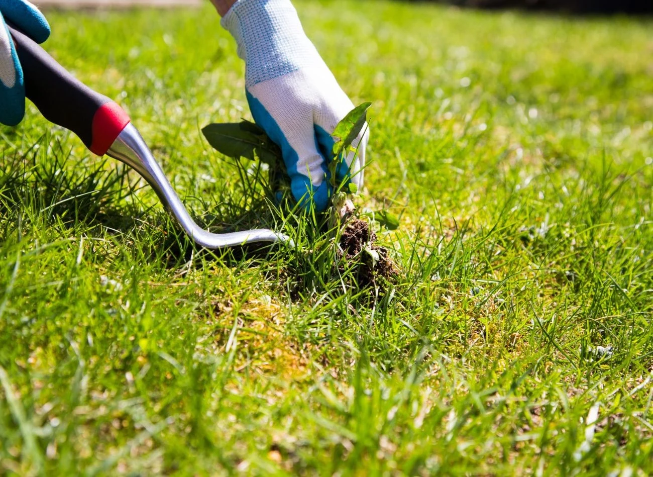 Ręczne usuwanie mleczy jest skuteczną metodą na pozbycie się ich trawnika, ale wymaga dużo czasu