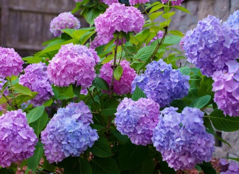 Hortensje zaczynamy zasilać w składniki odżywcze wczesną wiosną