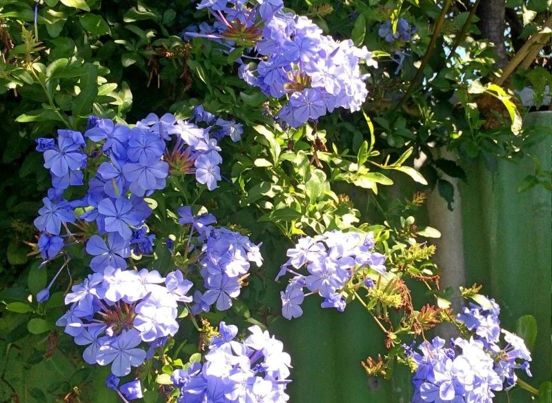 Dla ołownika uszkowatego znajdźmy słoneczne stanowisko