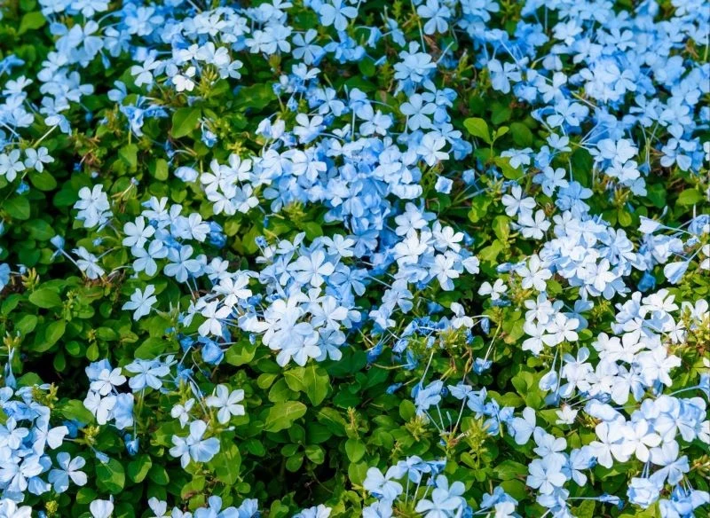 Plumbago auriculata obficie kwitnie, gdy jest systematycznie nawożone