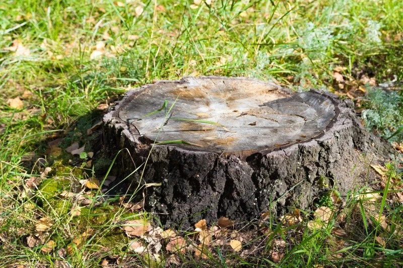 Skutecznym sposobem na pozbycie się pnia jest wypalenie karpy