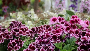 Uprawa pelargonii Don Valentino nie jest trudna, a efekt z pewnością przyciągnie spojrzenia. To idealny wybór na zacieniony balkon i do ogrodu.