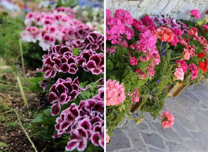 Tę odmianę pelargonii możesz posadzić nie tylko w złożonych kompozycjach w skrzynkach czy doniczkach, lecz także na klombach kwiatowych - dobrze si...