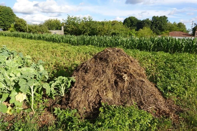 Gotowa pryzma kompostowa nie powinna wyglądać tak, jak na tym zdjęciu