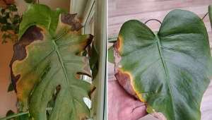 Powodów, dla których na liściach monstery pojawiają się ciemne plamy, jest kilka. Fot. Alicja Rabiko-Woźniak/Barbara Machalska-Cyran