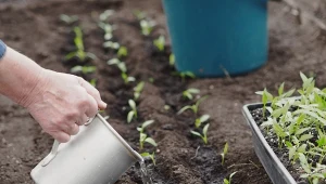 Nawóz z  łupin cebuli  przyda się już wiosną w ogrodzie. Jak działa na rośliny?