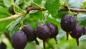 Porzeczkoagrest to mało wymagający krzew, który obficie owocuje.