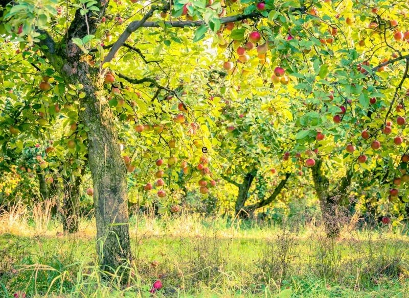 Stare odmiany jabłoni można spotkać nie tylko w ogrodach dziadków, lecz także dziko rosnące na polanach, niezmiennie pełne owoców