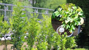 Na wiosnę laurowiśnia potrzebuje nawożenia, aby szybko się zregenerowała po zimie.