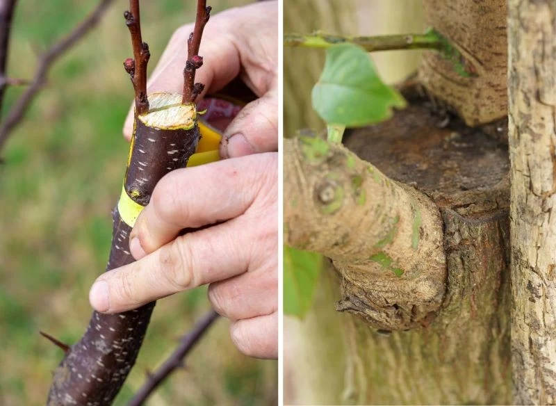 Zaszczepione na odpowiednich podkładkach stare odmiany to szansa na przywrócenie dawnego, tradycyjnego wyglądu przydomowych sadów i uzyskanie dosko...