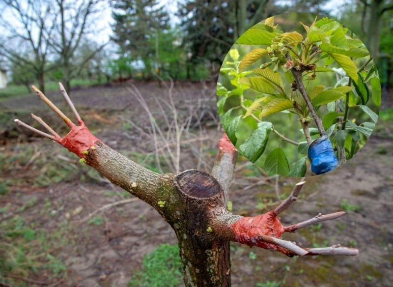 Warto szukać szkółkarzy, którzy specjalizują się w ochronie starych odmian