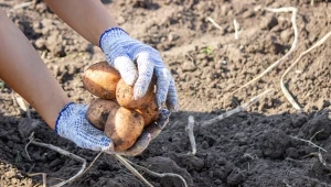 Istnieje wiele różnych odmian ziemniaków, które różnią się między sobą smakiem, konsystencją i zastosowaniem.