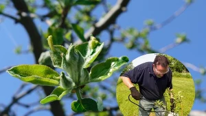 Widzisz, że z pąków jabłoni wyrastają małe listki? Zrób szybko oprysk, skutecznie pozbędziesz się parchu jabłoni