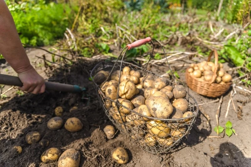 Wyróżnia się trzy typy ziemniaków, które różnią się zawartością skrobi w bulwach