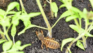 Skąd się wziął turkuć podjadek? W Polsce to popularny szkodnik ogrodowy, którego działalność trzeba ograniczać.