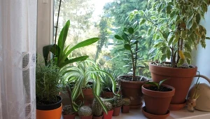 Jakich kwiatów nie stawiać na parapecie? Pierwszy na liście jest popularny skrzydłokwiat, który na kontakt ze słońcem reaguje poparzeniami. Na szczęście jest wiele gatunków, które rosną tam, jak oszalałe.