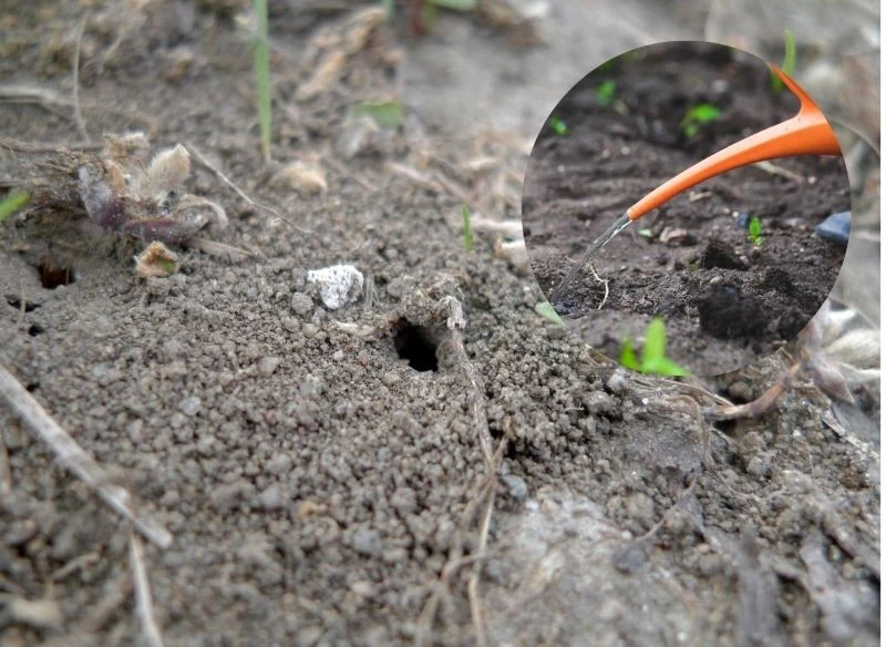 Gotowy napar z mięty lub wodę z dodatkiem kropli miętowych wlej bezpośrednio do tunelu – turkucie, jeśli tam są, powinny momentalnie wyskoczyć