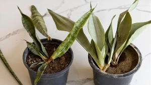 Przelaną, gnijącą sansewierię można jeszcze uratować.