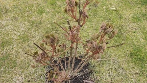 Przygotuj odżywkę do piwonii, a w sezonie będziesz cieszyć się zjawiskowym kwitnieniem.