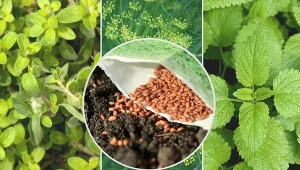 Wiele ziół można wysiać już w marcu.