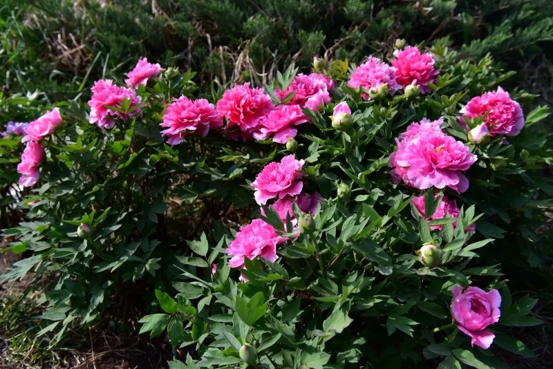 Już od marca można zacząć odżywianie piwonii