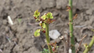 Wiosenne cięcie dużych róż ma olbrzymie znaczenie w ich dalszym rozwoju, nie warto go pomijać. Sprawdź, jak je wykonać.