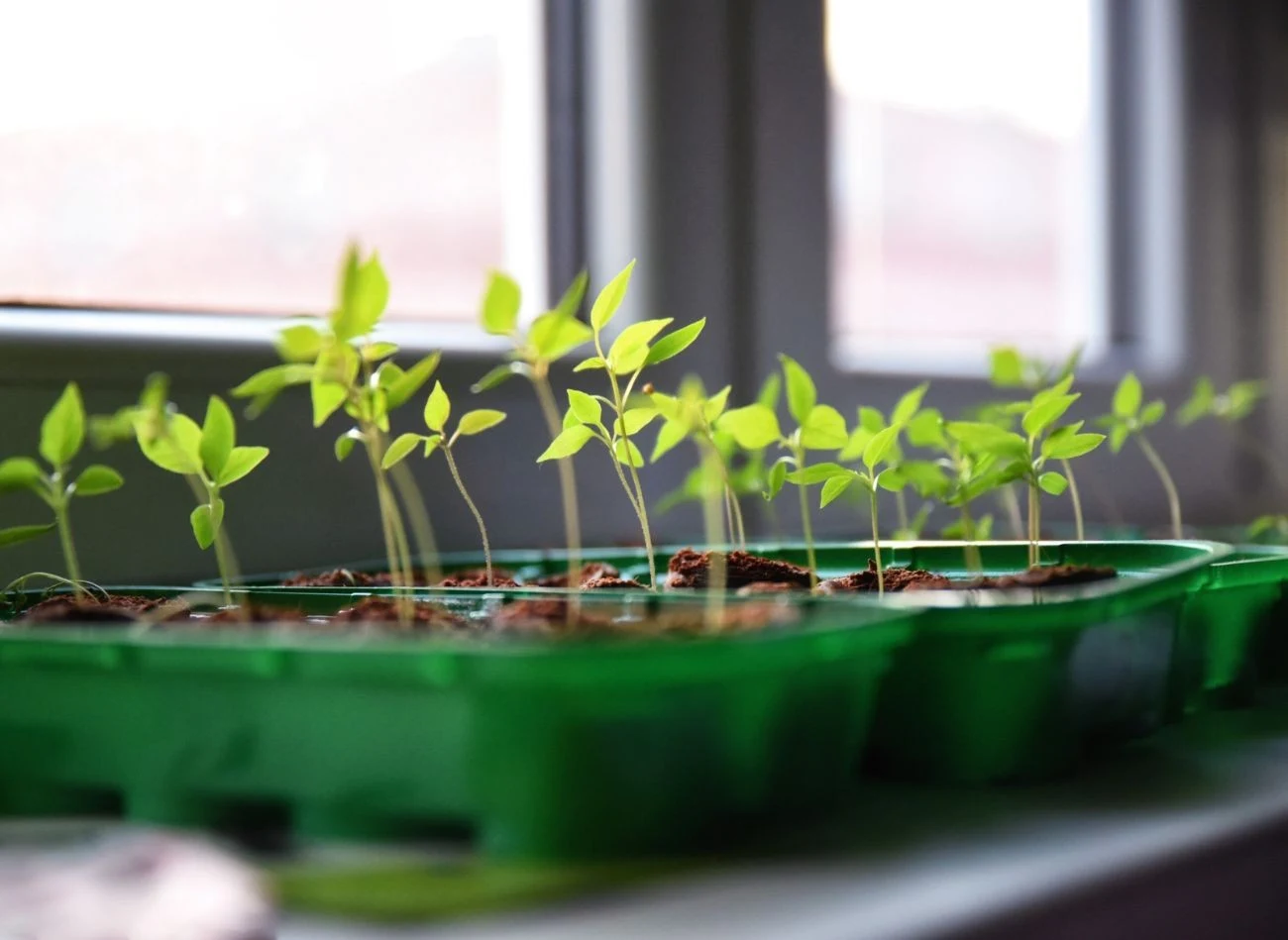 Podczas siania rozsad warto zwrócić uwagę na rozmieszczenie nasion