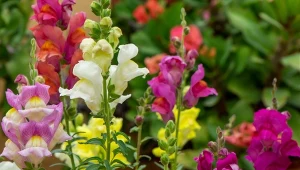 Są łatwe w uprawie i długo kwitną. Siew i pielęgnacja lwiej paszczy