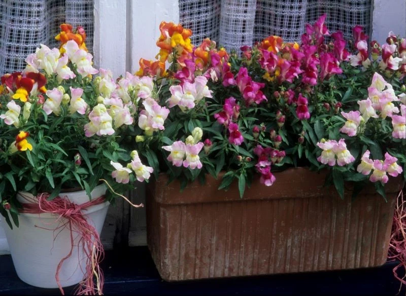 Lwie paszcze kojarzone są z babcinym ogródkiem