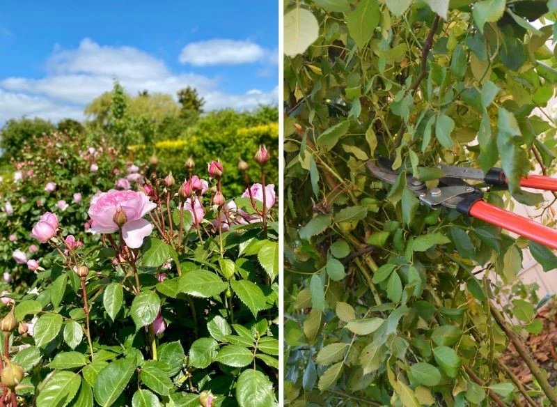 Zwiędnięte kwiaty róż parkowych, które powtarzają kwitnienie, przycinamy od razu, aby nie osłabiły krzewu i nie utrudniały roślinie zawiązywanie no...