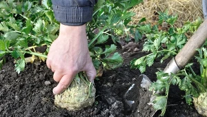 Doświadczeni ogrodnicy dobrze wiedzą, jak uprawiać seler, aby jego korzenie były dorodne.