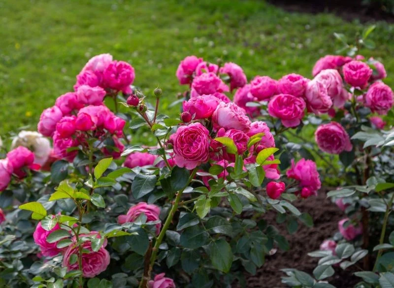 Uprawa dużych róż dekoracyjnych wymaga ich regularnego cięcia na wysokość, szerokość oraz wewnątrz krzewów, dzięki czemu pokrój jest zwarty, a wzro...