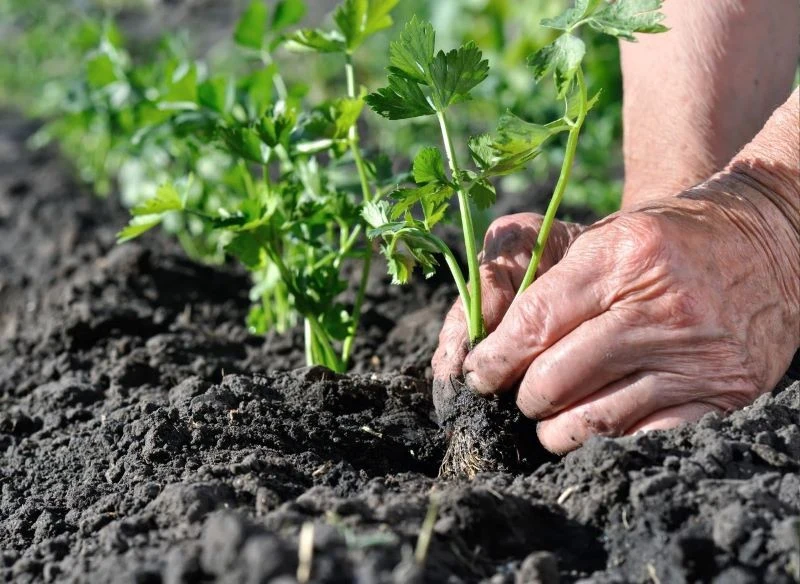 O rozsadę selera trzeba odpowiednio zadbać
