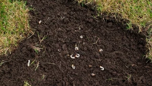Pędraki sieją ogromne spustoszenia i szkody na trawniku.