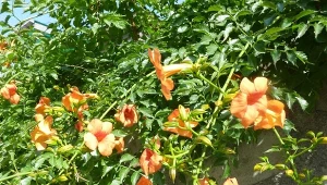 Milin amerykański – energetyczne pnącze kwitnie w odcieniach żółtego, pomarańczy i czerwieni. Wybierz odmianę, która najlepiej pasuje do twojego ogrodu.