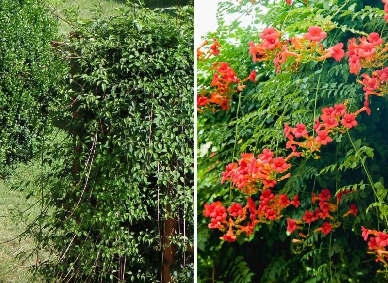 Milin jeszcze zanim zakwitnie, potrafi bujnie się rozrosnąć i stworzyć gęstą, zieloną ścianę