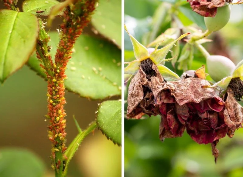 Kolonia mszyc rozrasta się w zastraszającym tempie, a skutki ich żerowania bywają opłakane - stosuj profilaktykę oraz sezonowe, naturalne opryski, ...