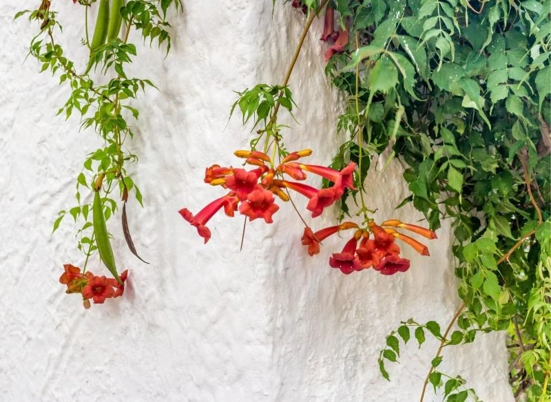 Kolorowe kwiaty milinu amerykańskiego kontrastują z kaskadą liści oraz jasną powierzchnią ściany