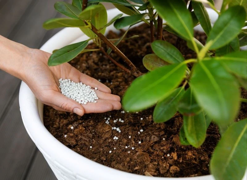 Zarówno rododendrony w donicach, jak i te rosnące w ogrodzie, zaczynamy nawozić wiosną