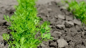 Wczesna wiosna to najlepszy czas na rozpoczęcie uprawy marchwi.