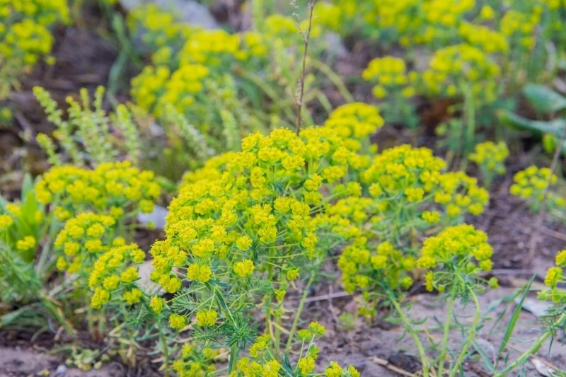 Wi lczomlecz groszkowy ma właściwości odstraszające krety i nornice
