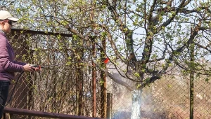 Pryskaj starannie nie tylko pąki brzoskwiń, ale również gałęzie i pień drzewka. Fot.123RF.com/Oleksandr Gorbach